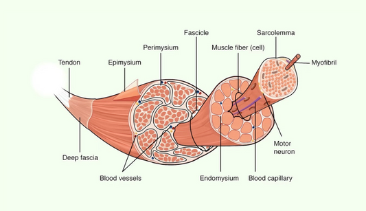 紅光療法如何促進肌肉恢復與健康