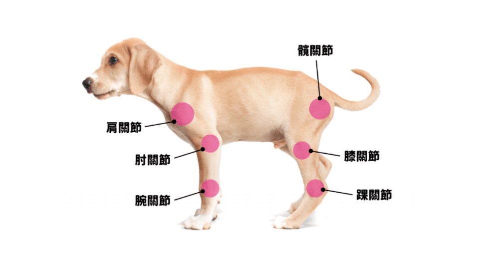 紅光治療對寵物骨關節炎的作用