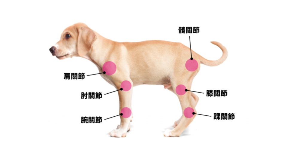 紅光治療對寵物骨關節炎的疼痛管理與組織修復