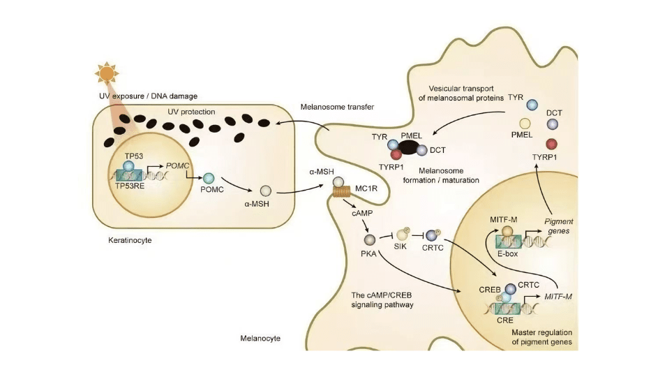 紅光療法會導致曬黑嗎？