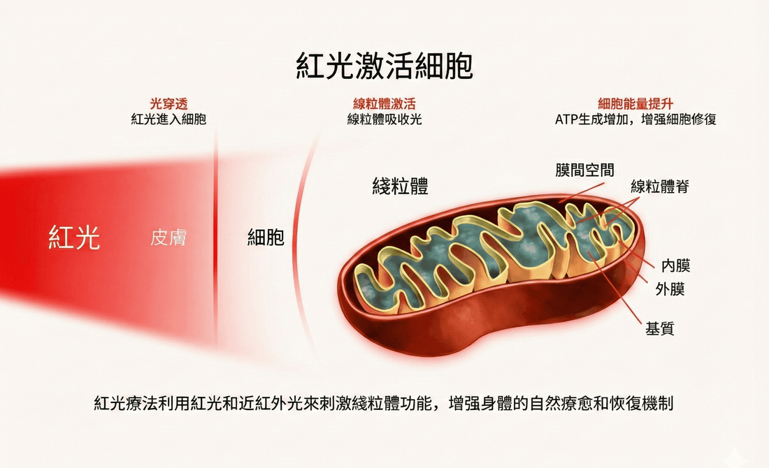 紅光療法適用人群與適應症概述